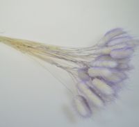 Сухоцвет Лагурус 20 гр, МИКС 2, М97-2 - вид 2 миниатюра