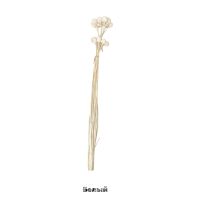 Стабилизированная Краспедия h50 см, 20 шт, FA44-8 - вид 1 миниатюра