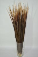 Перо фазана 75 см, 1 шт, W113-2 - вид 1 миниатюра