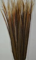 Перо фазана 75 см, 1 шт, W113-2 - вид 1 миниатюра