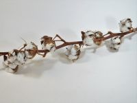 Сухоцвет Хлопок, 6 колокольчиков, белый - вид 1 миниатюра