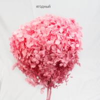 Стабилизированная Гортензия h60 см, W67-20СТ - вид 21 миниатюра