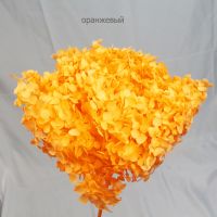 Стабилизированная Гортензия h60 см, W67-20СТ - вид 26 миниатюра