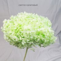 Стабилизированная Гортензия h60 см, W67-20СТ - вид 11 миниатюра