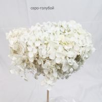 Стабилизированная Гортензия h60 см, W67-20СТ - вид 14 миниатюра