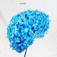 Стабилизированная Гортензия h60 см, W67-20СТ - вид 17 миниатюра