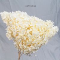 Стабилизированная Гортензия h60 см, W67-20СТ - вид 28 миниатюра