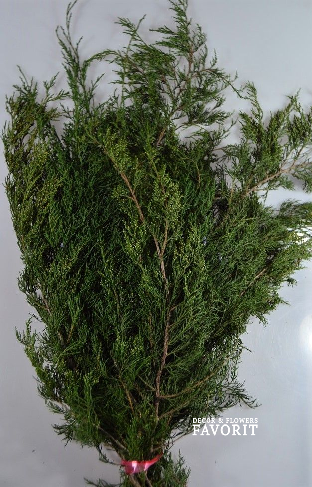 Кипарис обыкновенный садовый, 10 шт Кипарис обыкновенный садовый, 10 шт