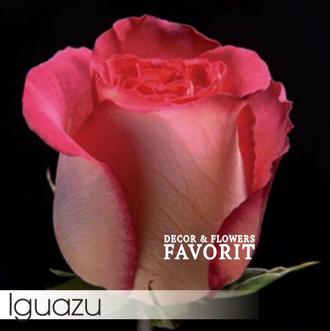 Роза IGUAZU 60 см Роза IGUAZU 60 см