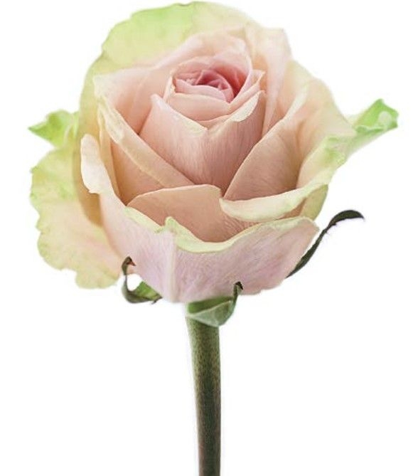 Роза SALMA 50 cm Роза SALMA 50 cm
