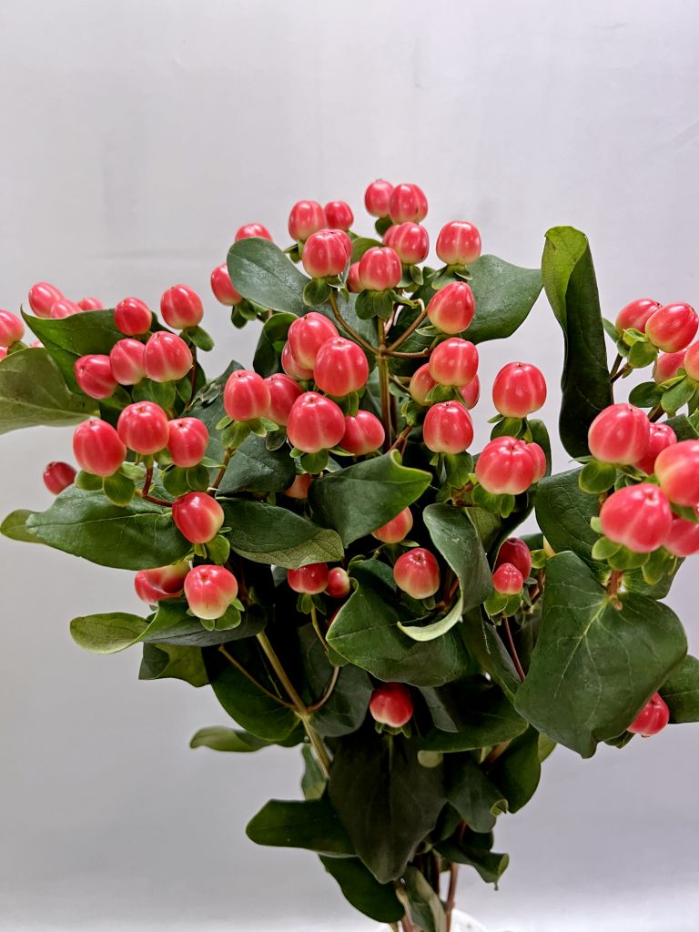 Гиперикум красный 10 шт Гиперикум красный 10 шт