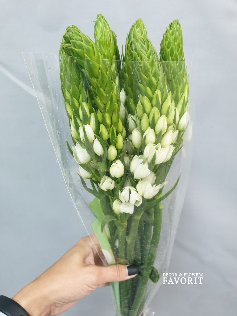 Орнитогалум 10 шт Орнитогалум 10 шт