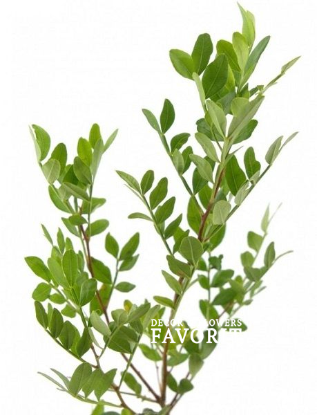 Фисташка Фисташка