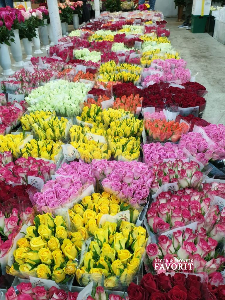 Роза Кения 40 см, в упаковке 20 шт Роза Кения 40 см, в упаковке 20 шт