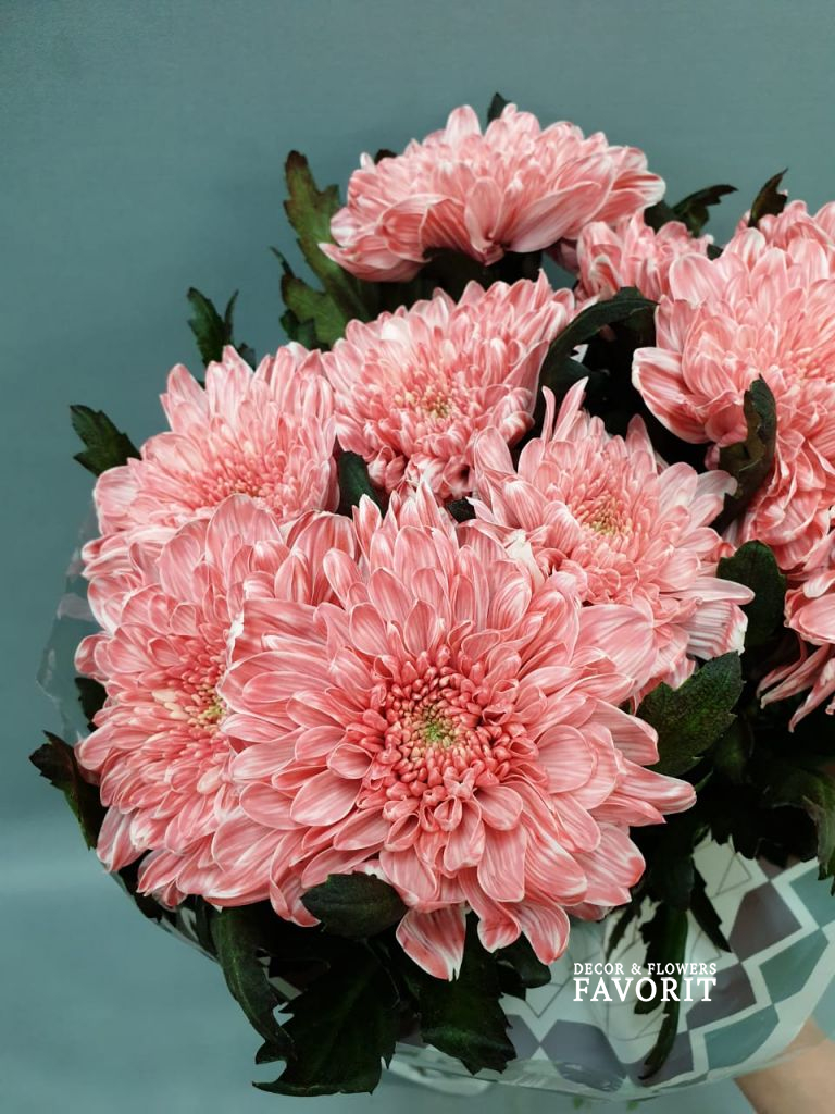 Хризантема одноголовая крашенная 10 шт Хризантема одноголовая крашенная 10 шт