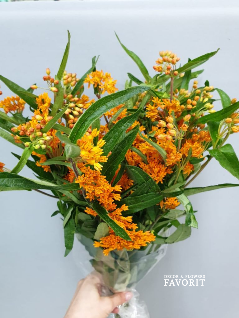 Асклепиас 10 шт Асклепиас 10 шт