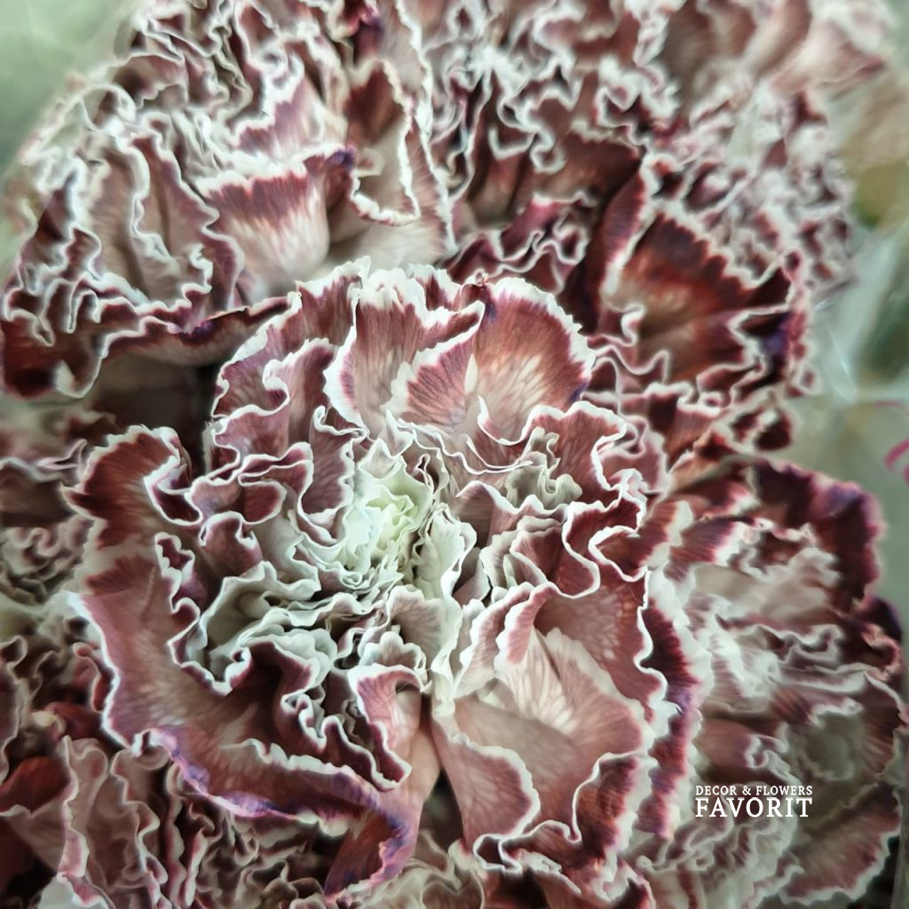 Гвоздика крашеная Гвоздика крашеная