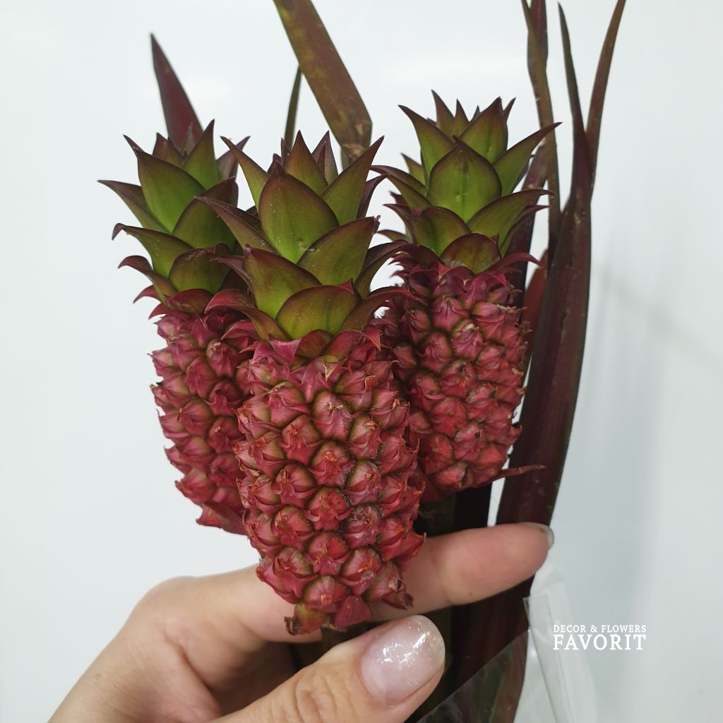 Ананас декоративный мини 5 шт Ананас декоративный мини 5 шт