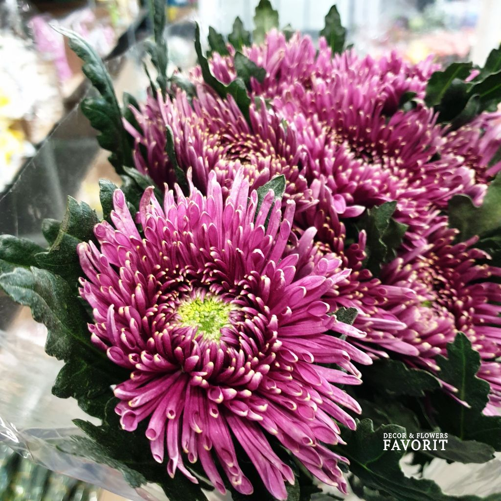 Хризантема одноголовая Тула, 10 шт сухая Хризантема одноголовая Тула, 10 шт сухая