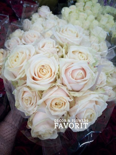 Роза Голандия 90 см, 10 шт Роза Голандия 90 см, 10 шт