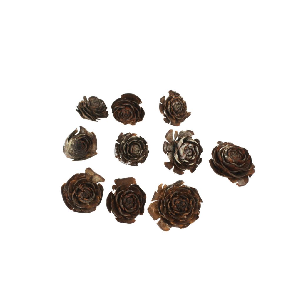 Шишка гималайского кедра, 10 шт Шишка гималайского кедра, 10 шт