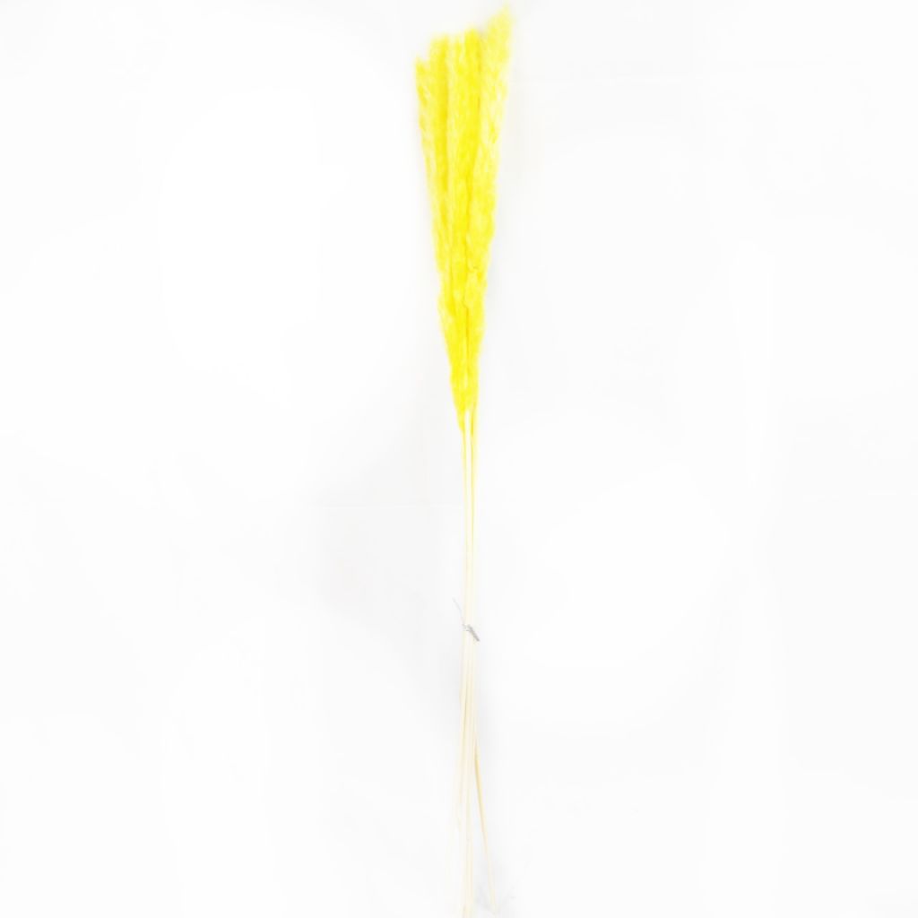 Сухоцвет Камыш h70 см, W67-34
