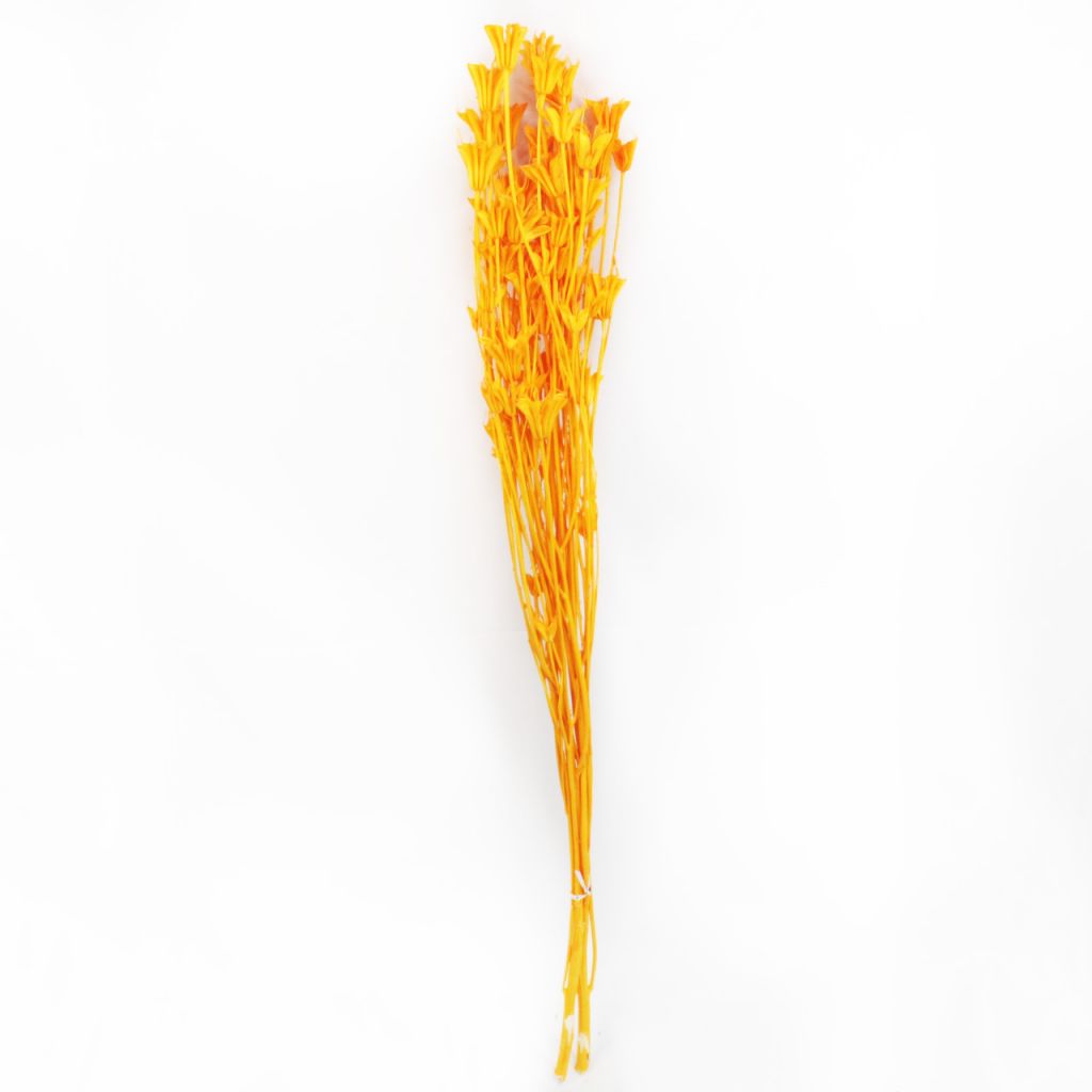 Сухоцвет Нигелла h60-65 см, W67-37