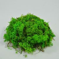 Мох стабилизированный в пакете 100 гр, лесной зеленый - вид 1 миниатюра