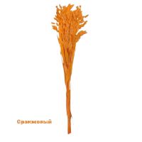Сухоцвет Хасмантиум h65 см, FA38-12/44-11 - вид 9 миниатюра