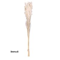 Сухоцвет Хасмантиум h65 см, FA38-12/44-11 - вид 10 миниатюра