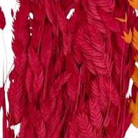 Сухоцвет Хасмантиум h65 см, FA38-12/44-11 - вид 7 миниатюра