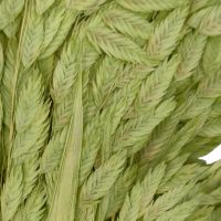 Сухоцвет Хасмантиум h65 см, FA38-12/44-11 - вид 1 миниатюра