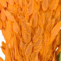 Сухоцвет Хасмантиум h65 см, FA38-12/44-11 - вид 2 миниатюра