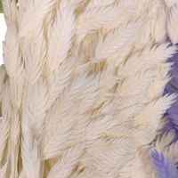 Сухоцвет Хасмантиум h65 см, FA38-12/44-11 - вид 3 миниатюра