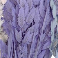 Сухоцвет Хасмантиум h65 см, FA38-12/44-11 - вид 4 миниатюра