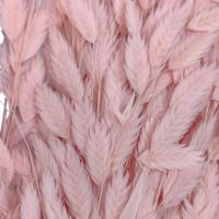 Сухоцвет Хасмантиум h65 см, FA38-12/44-11 - вид 6 миниатюра