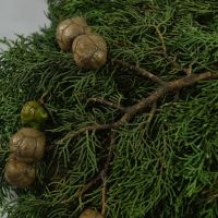 Кипарис садовый с шишками, 10 шт - вид 2 миниатюра
