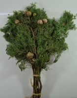 Кипарис садовый с шишками, 10 шт - вид 1 миниатюра