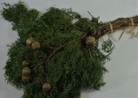 Кипарис садовый с шишками, 10 шт - вид 1 миниатюра