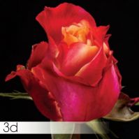 Роза 3 D 60 см - вид 1 миниатюра