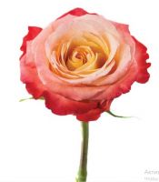 Роза CABARET 50 cm - вид 1 миниатюра