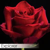 Роза EXPLORER 60 см, в упаковке 25 шт - вид 1 миниатюра