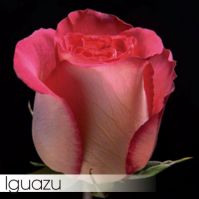 Роза IGUAZU 60 см - вид 1 миниатюра