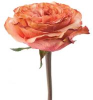 Роза KAHALA 40 см - вид 1 миниатюра