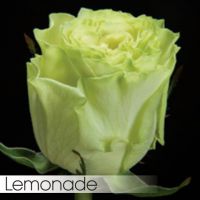 Роза LIMONADE 50 cm - вид 1 миниатюра