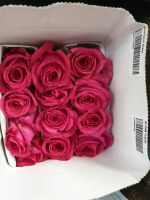 Роза PINK FLOYD 70 см, в упаковке 25 шт - вид 1 миниатюра