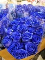 Роза Синяя 70 см 20 шт - вид 1 миниатюра