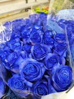 Роза Синяя 70 см 20 шт - вид 2 миниатюра