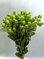 Гиперикум зеленый 10 шт - вид 1 миниатюра