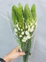 Орнитогалум 10 шт - вид 1 миниатюра